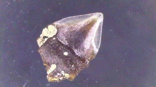 Shark tooth dent - shark,
