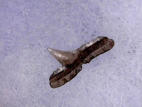 Shark tooth rhizoprionodon - shark,