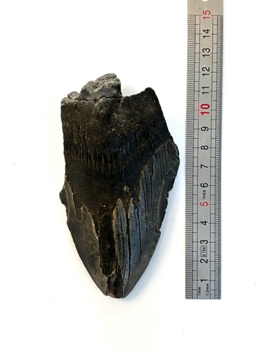 Dente squalo preistorico - dente, di