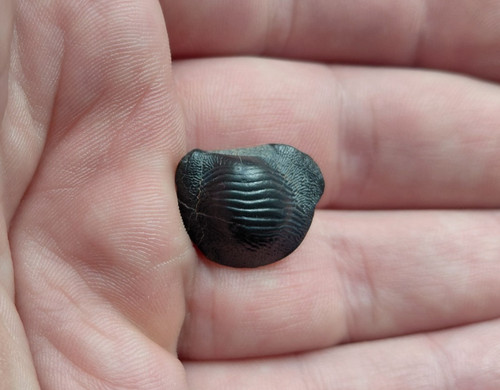 Raro dente fossile - dente, ptychodus