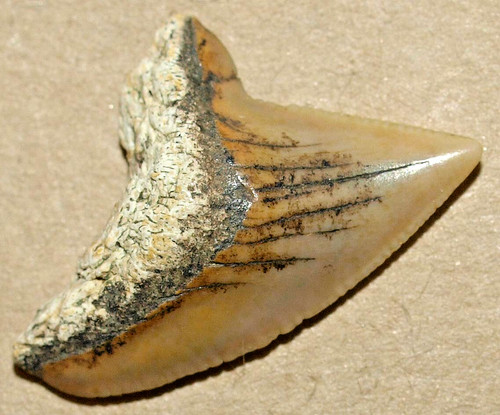 Dente squalo corvo del - di,