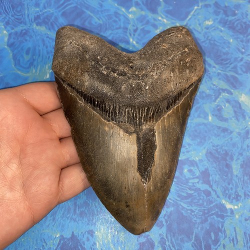 Megalodonte dente squalo - dente, di