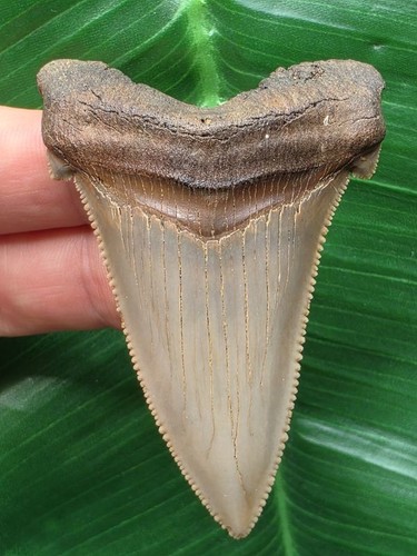 Dente molto affilato