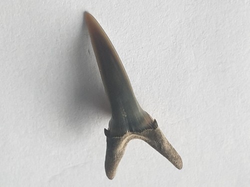 Shark tooth hypotodus - tooth,
