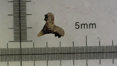 Dente squalo foumtizia - squalo,
