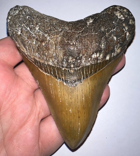 Grande dente squalo fossile - dente, di