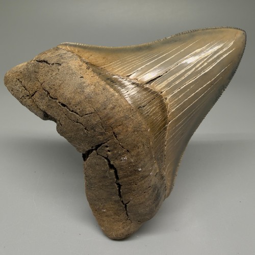 Dente squalo megalodon - dente,