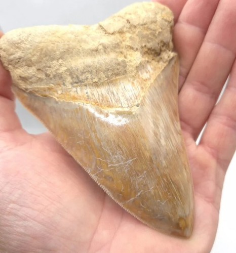 Dente megalodonte - di,