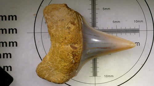 Dente squalo carcharodon - -,