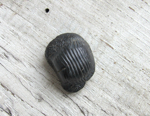Raro dente fossile ptychodus - raro,