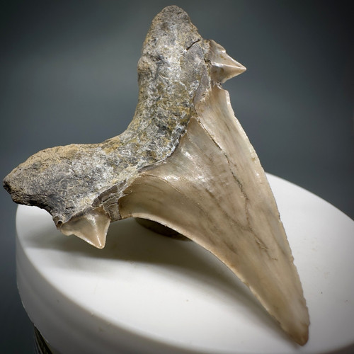 Dente squalo fossile - dente, di