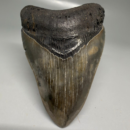 Dente squalo megalodon - di,