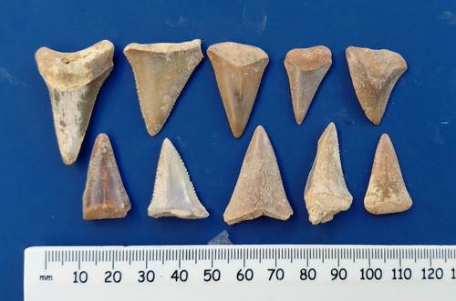 Lotto 10pz denti - lotto, squalo