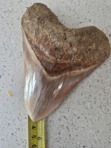 Megalodon shark tooth fossil