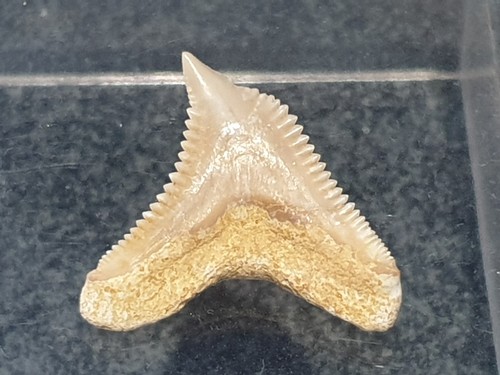 Dente squalo galeocerdo - dente,