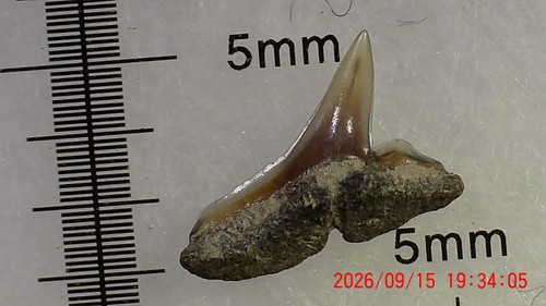 Shark tooth dent requin - tooth,