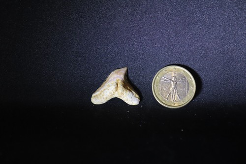 Fossil shark tooth dente - shark, di