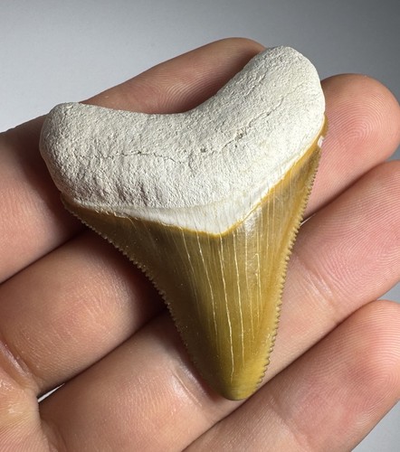Dente squalo megalodonte - squalo,