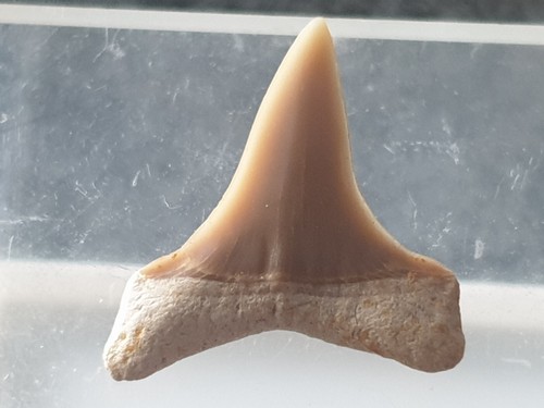 Dente squalo - squalo,