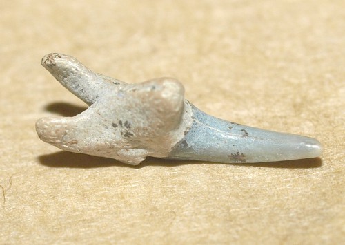 Dente squalo leptostyrax - dente, -leptostyrax