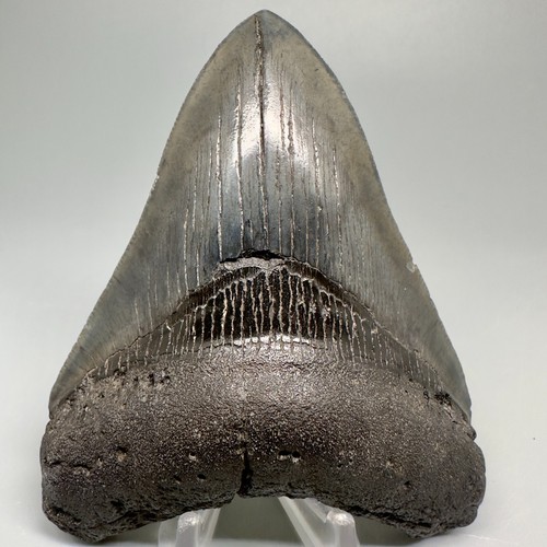 Dente squalo megalodon - squalo,
