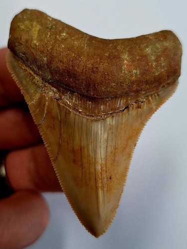 Indo megalodonte denti dentati - indo,