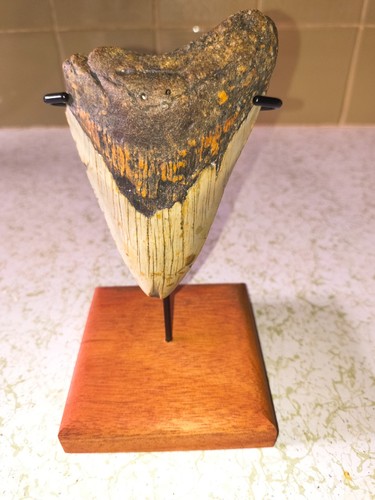 🦈🦈Megalodonte denti di