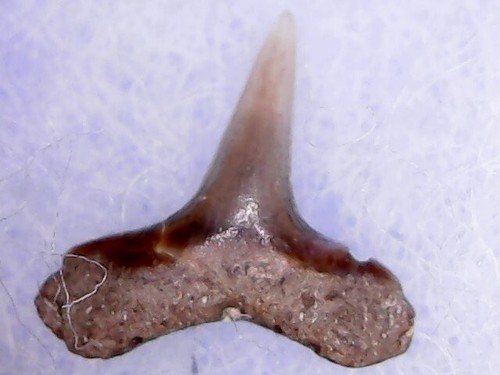 Dente squalo carcharhinus - di,