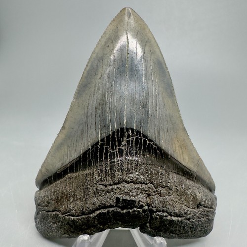 Bellissimo dente squalo - bellissimo,