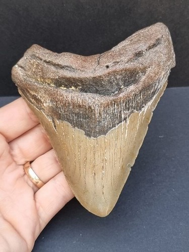 Dente megalodonte cm - 11,9,