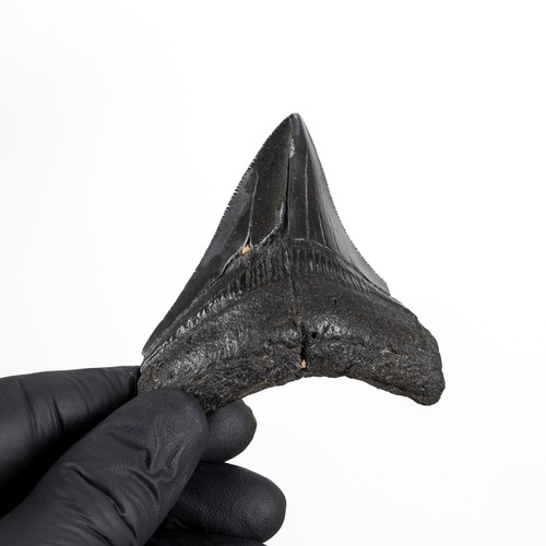 Inch megalodon shark tooth - inch,